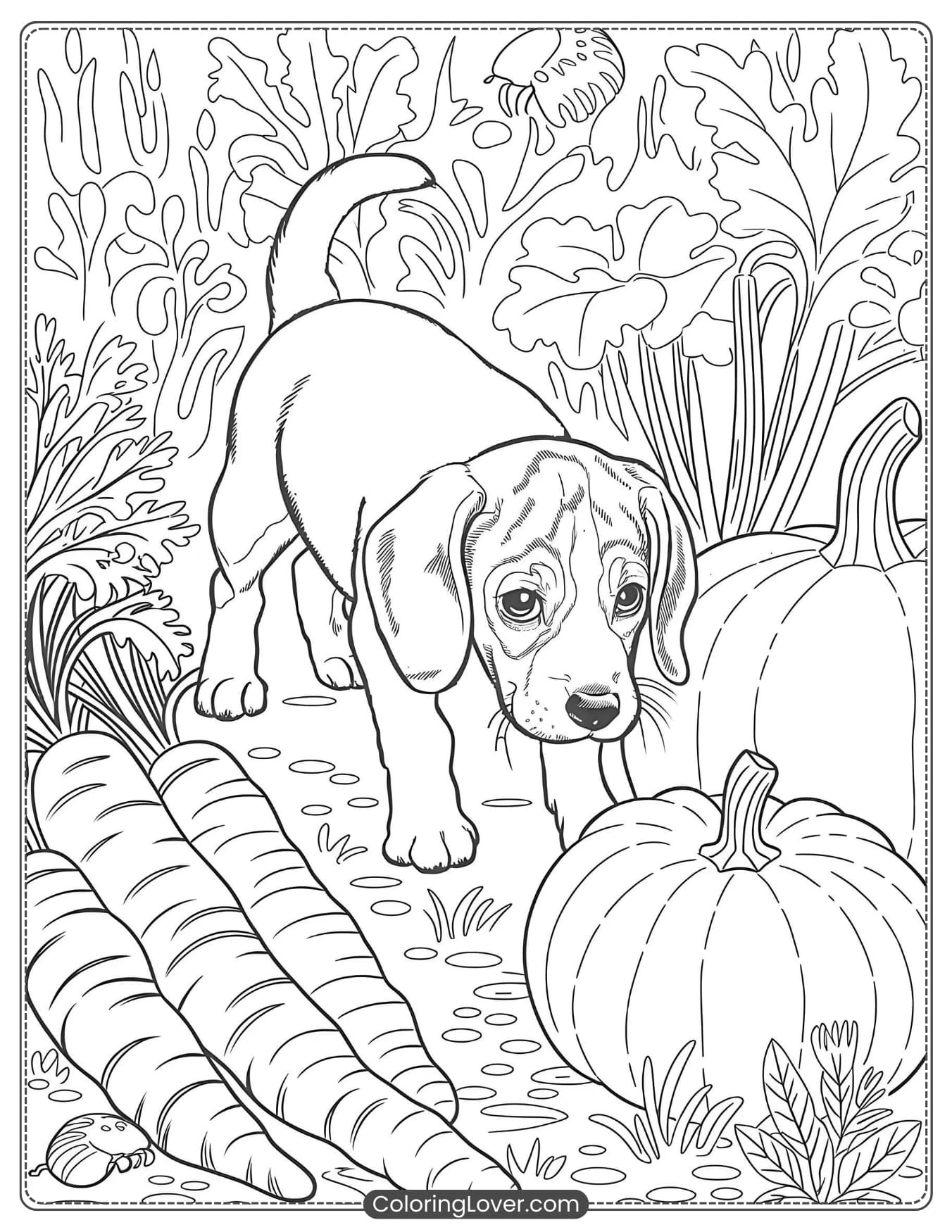 Beagle puppy sniffing around pumpkins and carrots in a garden