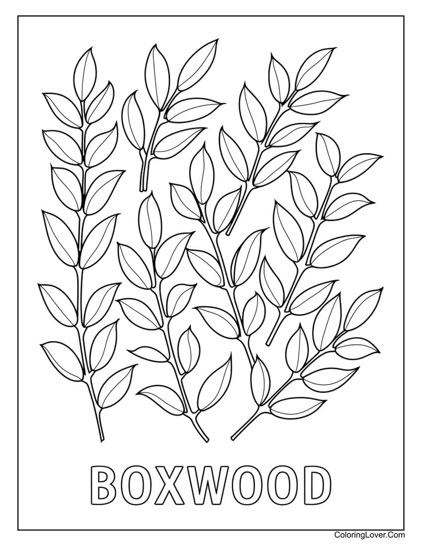 Boxwood leaf coloring page for children