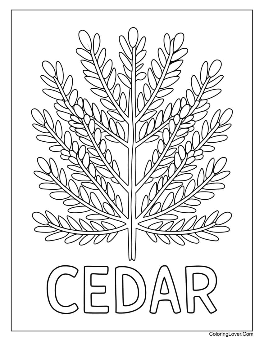 Cedar tree leaf coloring page for kids