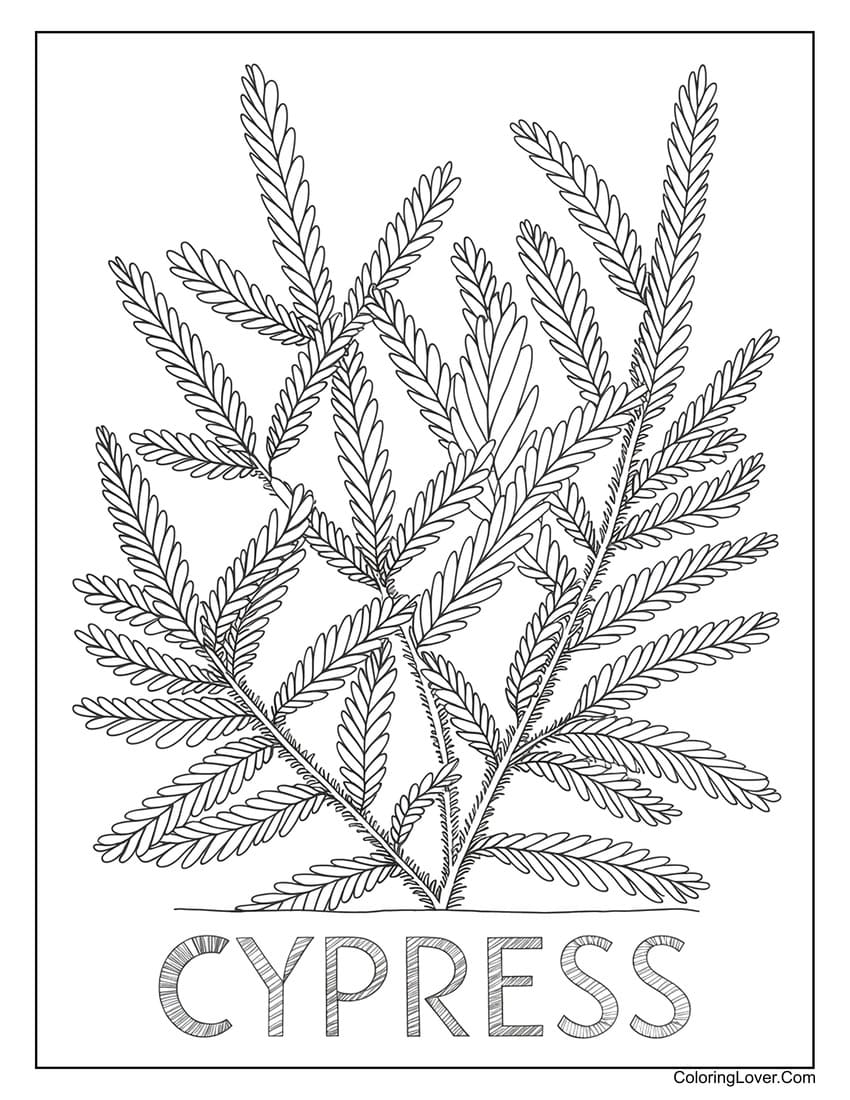 Cypress tree leaf detailed coloring page