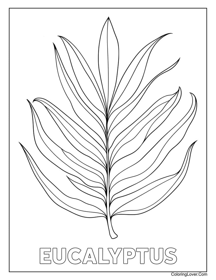 Eucalyptus leaf coloring page for nature-loving adults