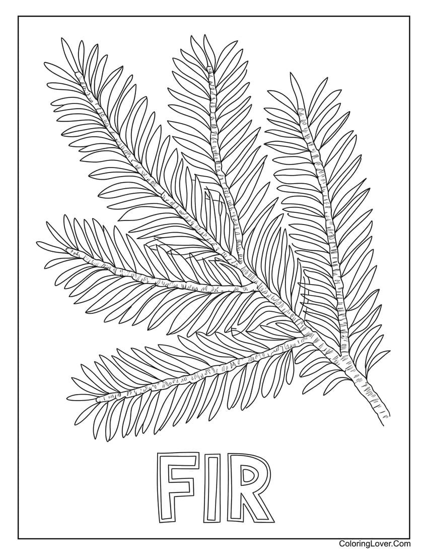 Fir tree leaf coloring page with detailed needles