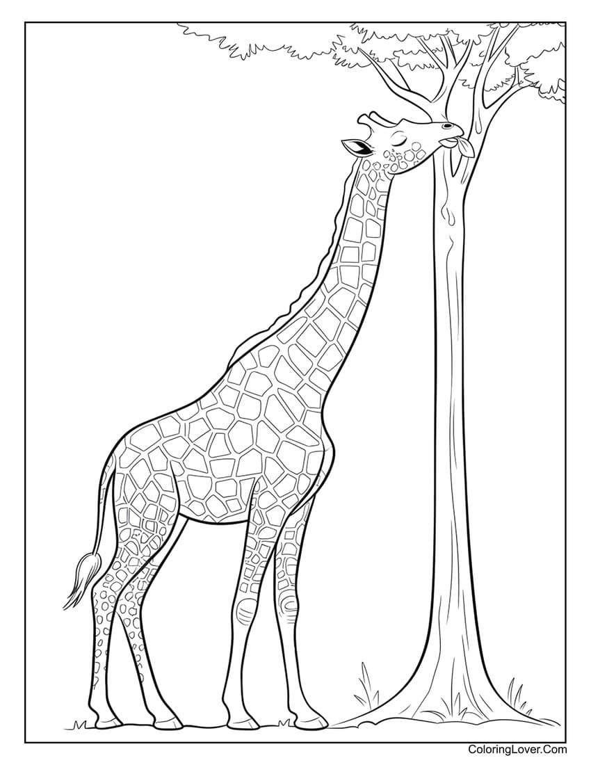 Giraffe eating leaves from tree coloring page