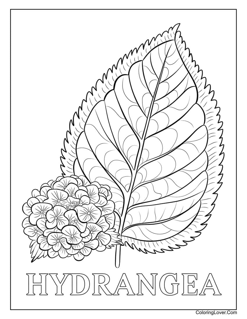 Hydrangea leaf and flower coloring page for kids