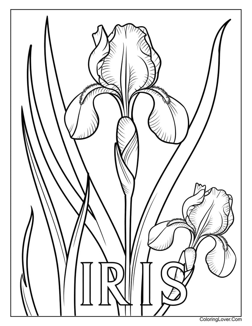 Iris flower coloring page with detailed petals and stems