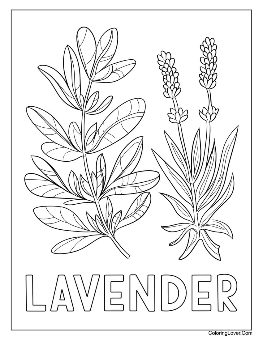Lavender plant coloring page with detailed leaves
