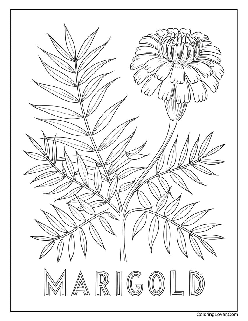 Marigold flower coloring page with detailed leaves