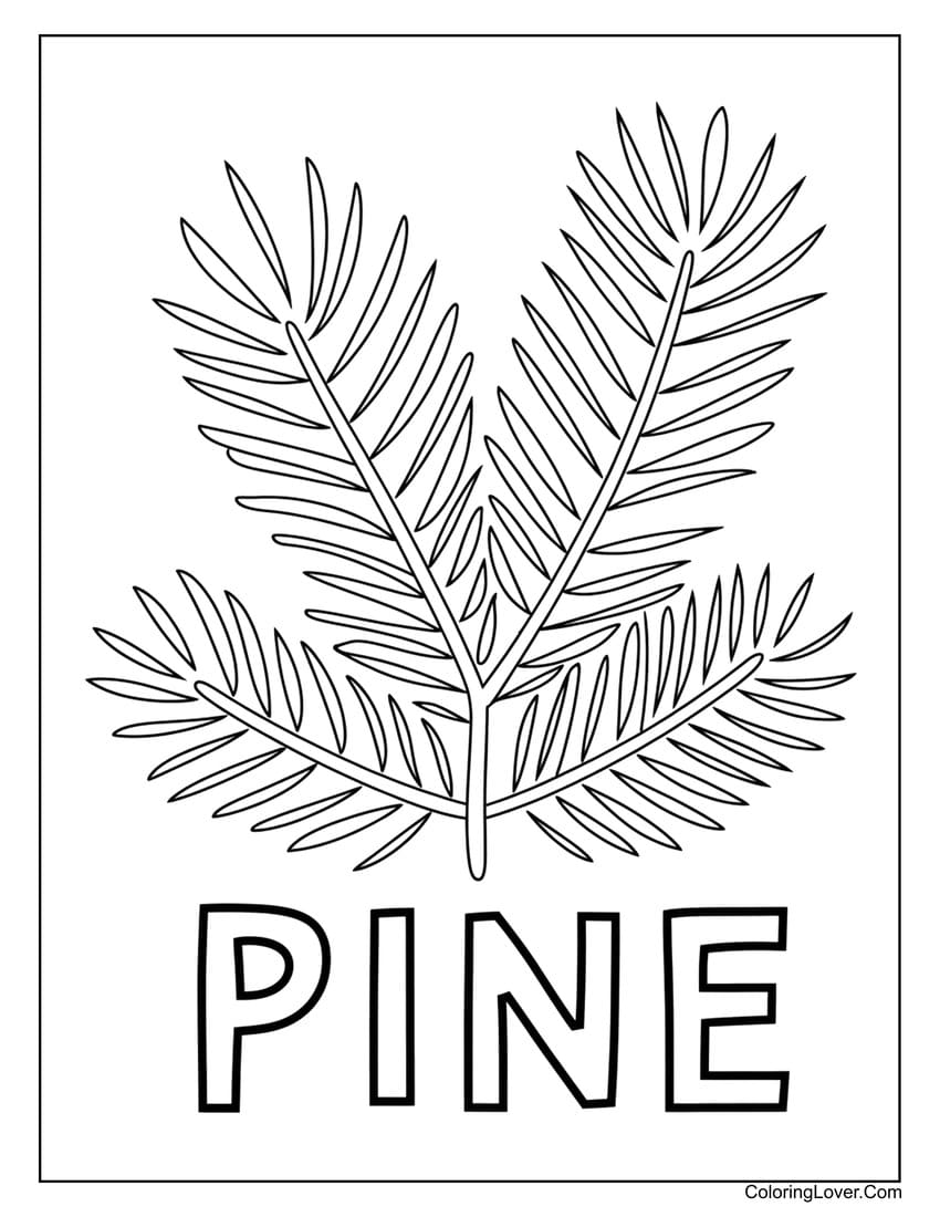 Pine tree leaf coloring page with detailed branches
