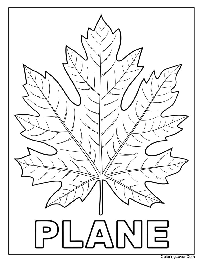Plane tree leaf coloring page for kids