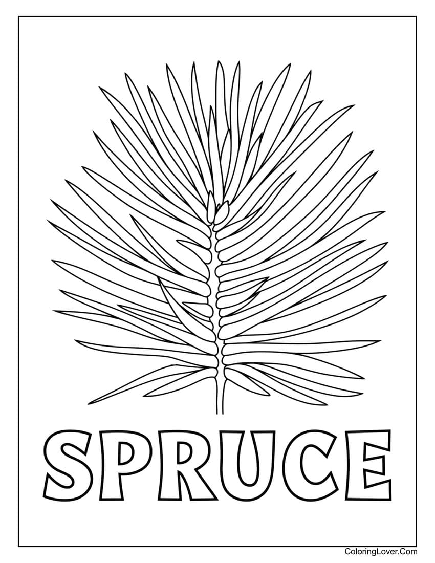 Spruce tree leaf coloring page for kids