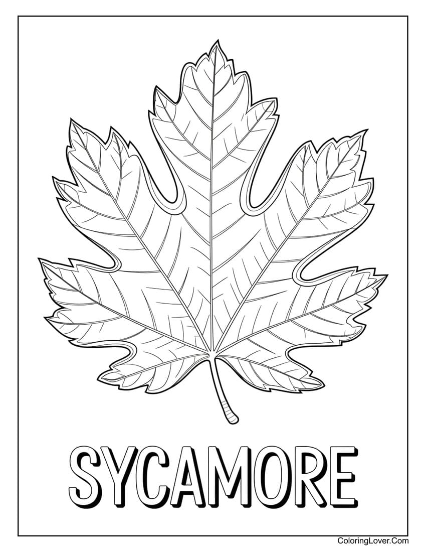 Sycamore tree leaf coloring page