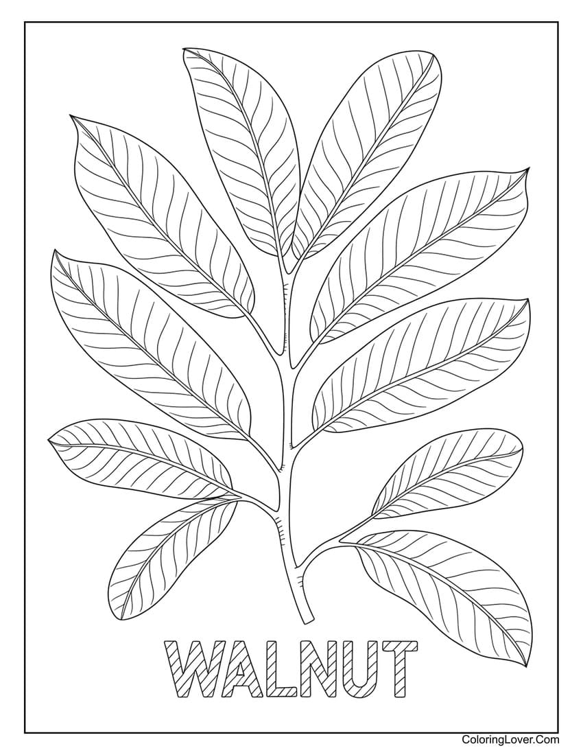 Walnut leaf coloring page with detailed leaflets