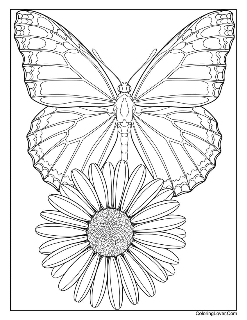 Butterfly and daisy flower coloring page for adults